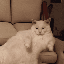 SofaCat icon
